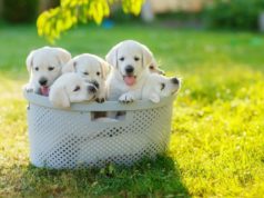 Puppies for sale near me