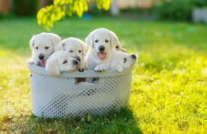 Puppies for sale near me