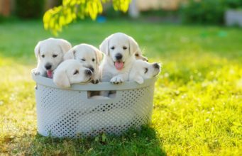 Puppies for sale near me