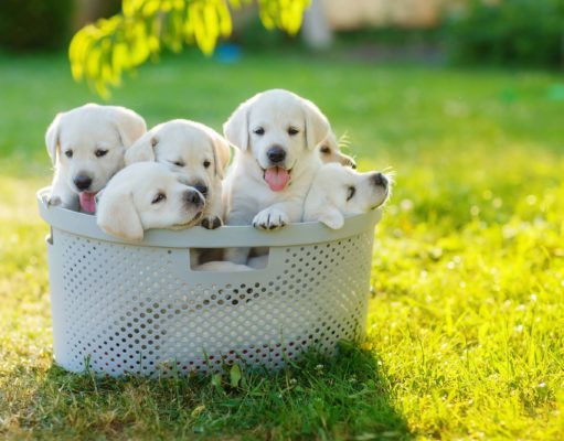 Puppies for sale near me
