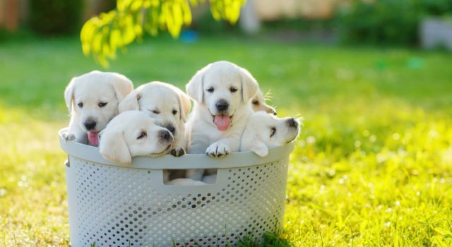 Puppies for sale near me
