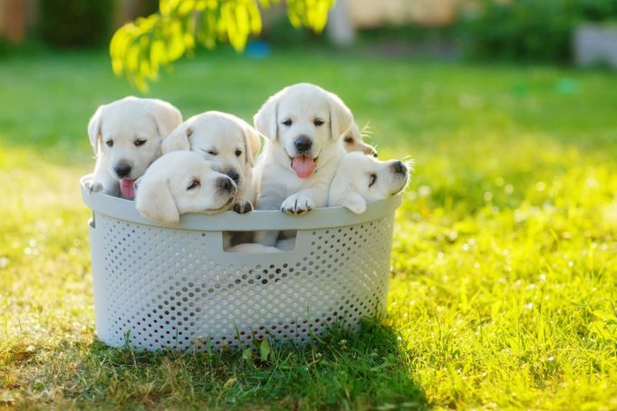 Puppies for sale near me